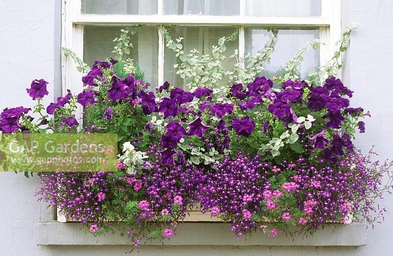 Sommerblühende lila Themenfensterbox mit Petunien, Lobelien, Helichrysum und Eisenkraut
