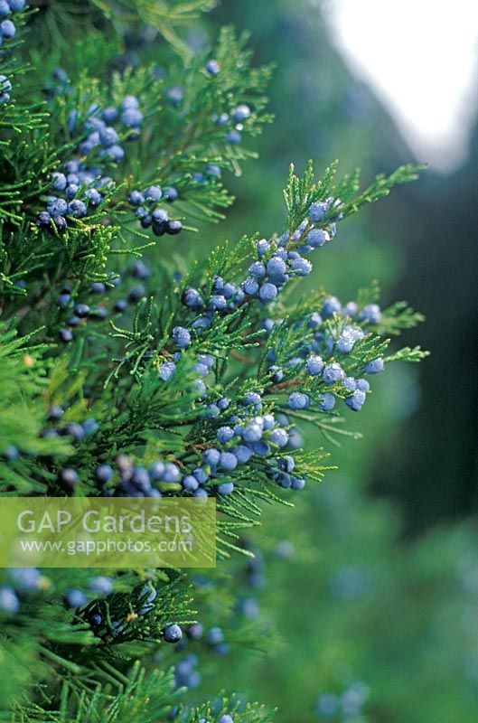Juniperus virginiana 'Greenspire' mit blauen Beeren - Juniper