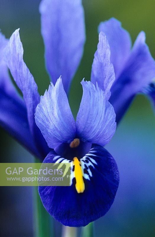 Iris reticulata 'Harmonie'