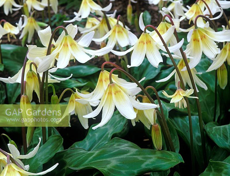 Erythronium californicum 'White Beauty' - Adder's Zunge