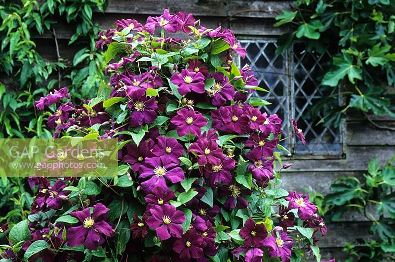 Clematis 'Etoile Violette' wächst auf einem Posten im Scheunengarten von Great Dixter auf