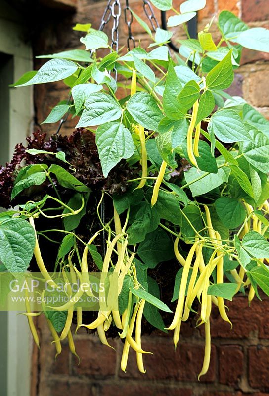 Gelbe, zwergartige Zwergbohne 'Berggold', die in einem dekorativen Hängekorb von Apta mit einer Unterpflanzung von nicht herzhaftem rotem Salat wächst