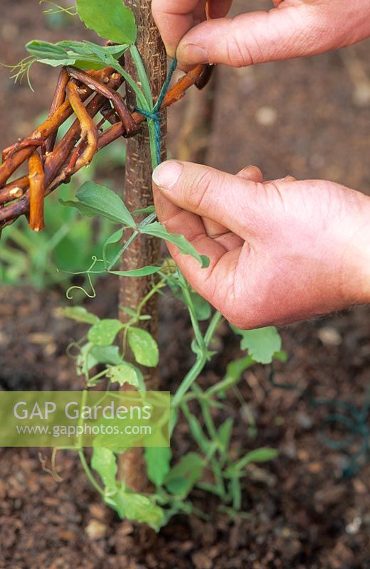 Binden von Trieben des jungen Lathyrus odoratus - Erbsenpflanze
