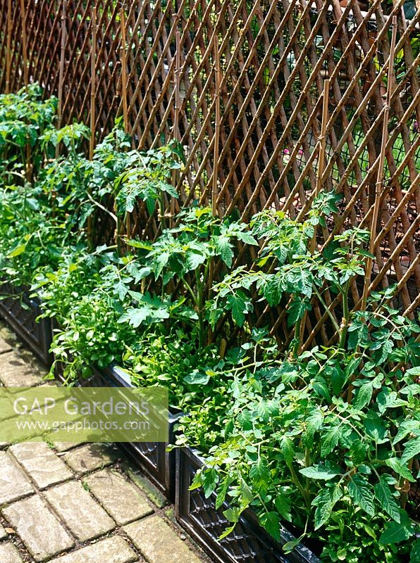 Tomaten, die in Töpfen gegen Bambusrohrrahmen in kleinem Stadtgarten wachsen