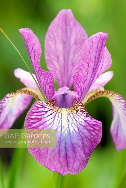 Iris sibirica 'Illini Charm'