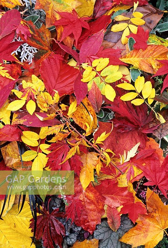 Palette von Herbstblättern mit Sorten, die rot, gelb und orange färben, einschließlich Rosa rugosa, Rhus typhina 'Dissecta', Acer palmatum 'Osakazuki', Acer japonicum 'Aconitifolium', Hamamelis und Rosskastanie.