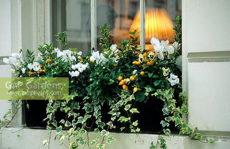 Herbst, Winter Fenster Box von weißen Alpenveilchen, Hedera, gelben Paprika und Winter Stiefmütterchen - Pimlico, London