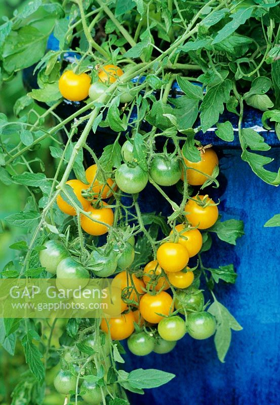 Gelbfruchtige Tomate 'Tumbling Tom Yellow' hervorgehoben gegen einen chinesischen blau glasierten Topf