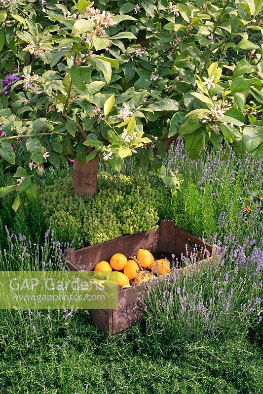 Geerntete Zitronen unter dem Baum - Thymian, Prostata-Rosmarin und Lavendel als Bodendecker