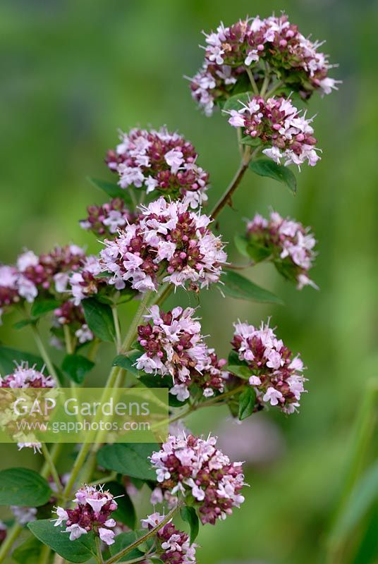 Origanum vulgare - Oregano-Blume