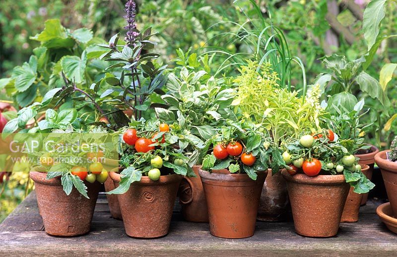 Töpfe mit Miniatur-Zwerg-Tomaten 'Micro Tom' und gemischten Basilika, darunter Ocimum 'African Blue' und Thai 'Pesto Perpetuo'