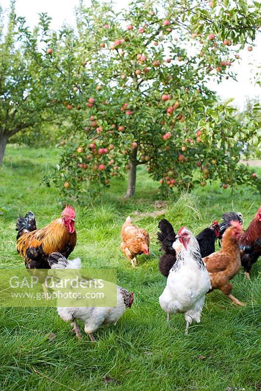 Hühner im Apfelgarten
