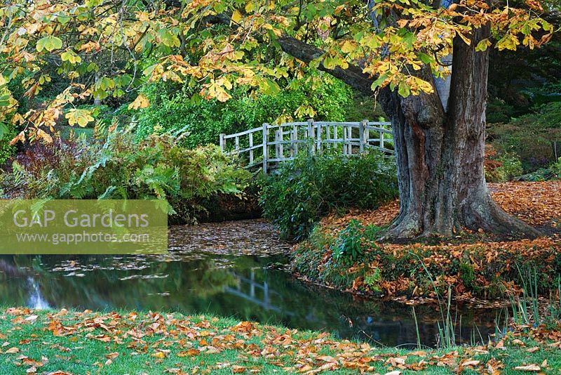 Die japanische Brücke bei Exbury Gardens in Hampshire