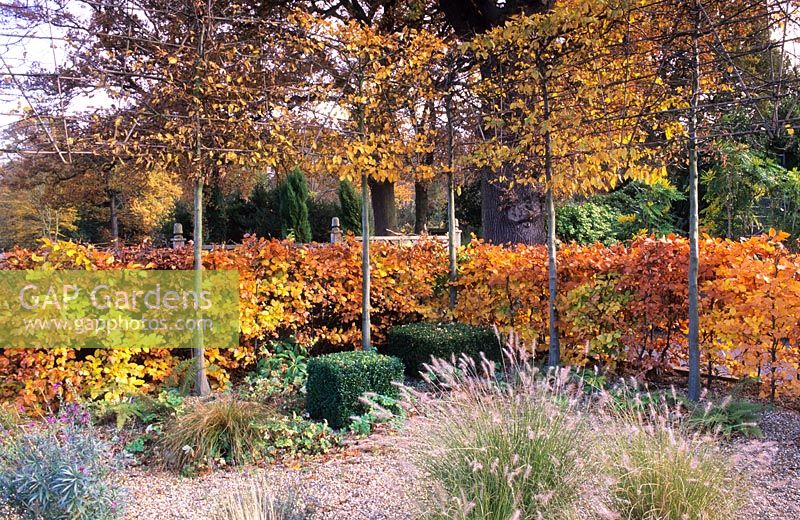 Fagus sylvatica - Buchenhecke mit Herbstlaub in kleinem Familiengarten mit Tilia cordata - Gepflegte Linden und Pennisetum orientale bei RGS Wisley, Surrey