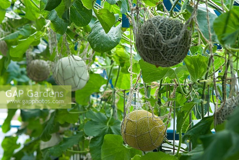Cucumis melo - Melonen mit Netzstützen wachsen in einem Melonenhaus