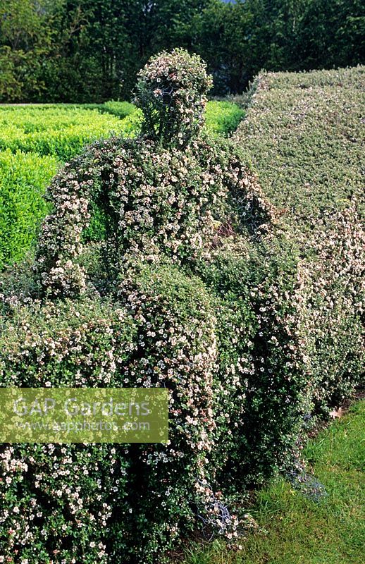 Drahtrahmenhecke von Cotoneaster simonsii Hecke und figurativem Topiary - Tilford Cottage, Surrey