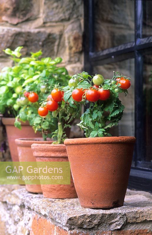 Töpfe mit Miniatur-Zwerg-Tomaten 'Red Robin' auf einer Fensterbank