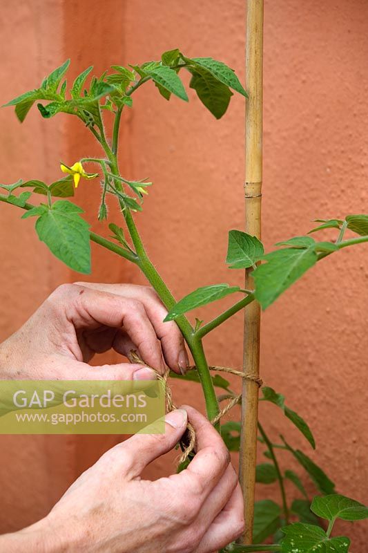Schritt für Schritt pflanzen Sie Tomaten in einen wachsenden Beutel - Binden Sie den führenden Spross an den Zuckerrohr, während dieser wächst