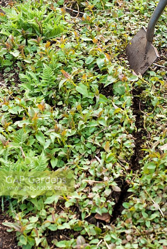Bergamotte verwendet Gartenspaten, um das Ausbreitungswachstum von Monarda einzudämmen, und verhindert, dass andere Pflanzen wie diese orientalischen Mohnblumen im April und Frühling ersticken