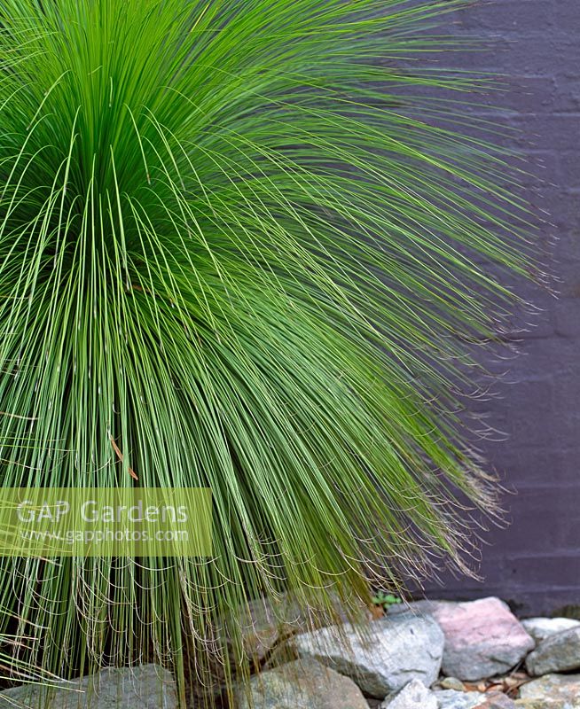 Xanthorrhoe - Grasbaum gegen lila Wand
