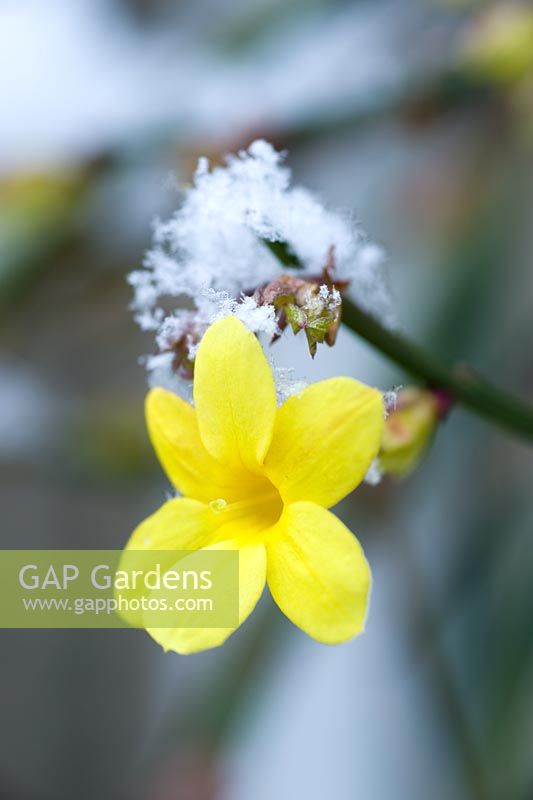 Jasminum nudiflorum - Nahaufnahme der Blume mit Schnee