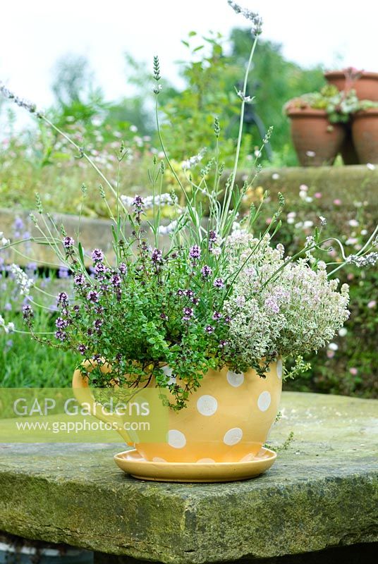 'Thyme für Tee '. Wunderlicher Topf. Riesige gepunktete Teetasse mit Lavendel und Thymian