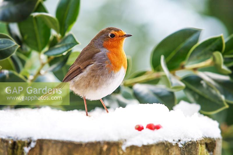 Robin saß auf einem schneebedeckten Baumstamm