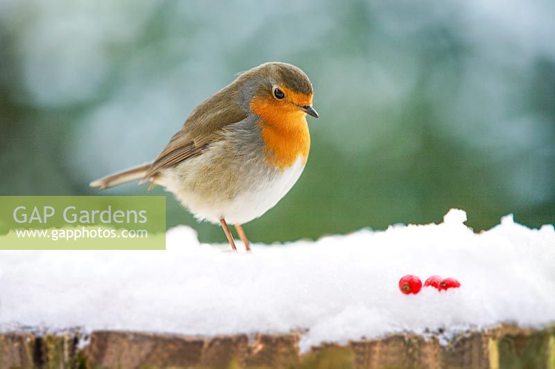 Robin saß auf einem schneebedeckten Baumstamm
