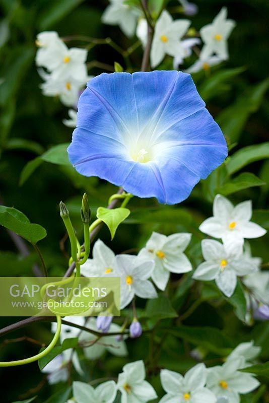 Ipomoea tricolor 'Heavenly Blue' - Morning Glory, wächst mit Solanum laxum syn. Solanum jasminoides im exotischen Garten von Great Dixter
