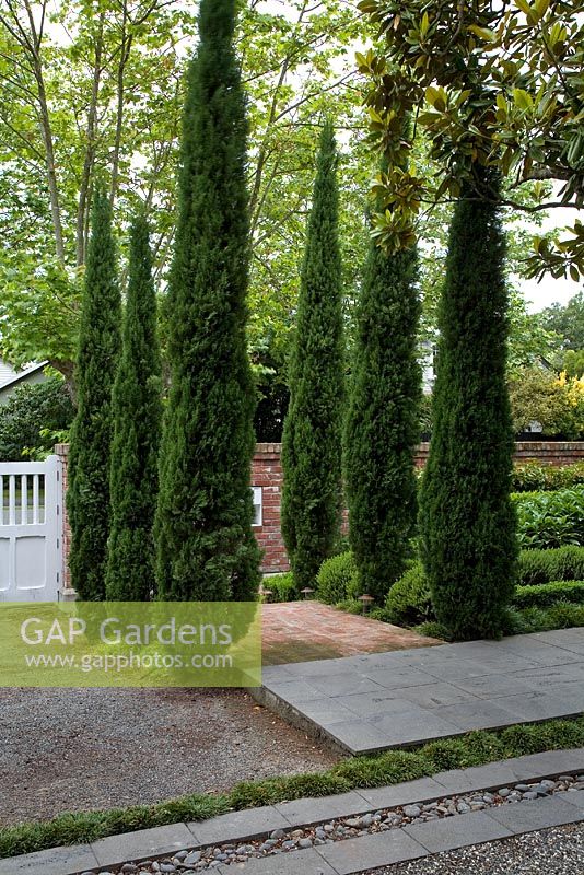 Eingang zum Vorstadtgarten mit Bett aus Cupressus sempervirens - Italienische Zypressen flankieren den Eingang. Christchurch, Neuseeland