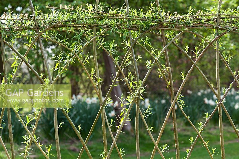 Salix - Lebendiger Weidenzaun im Ryton Organic Garden Center in Warwickshire
