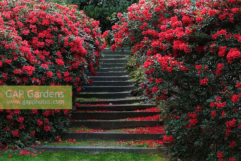 Valley Gardens, Virginia Wasser. Von Rhododendron gesäumte Stufen