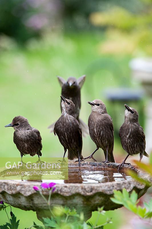 Sturnus vulgaris - Ausgewachsene junge Stare, die aus einem Vogelbad im Garten trinken