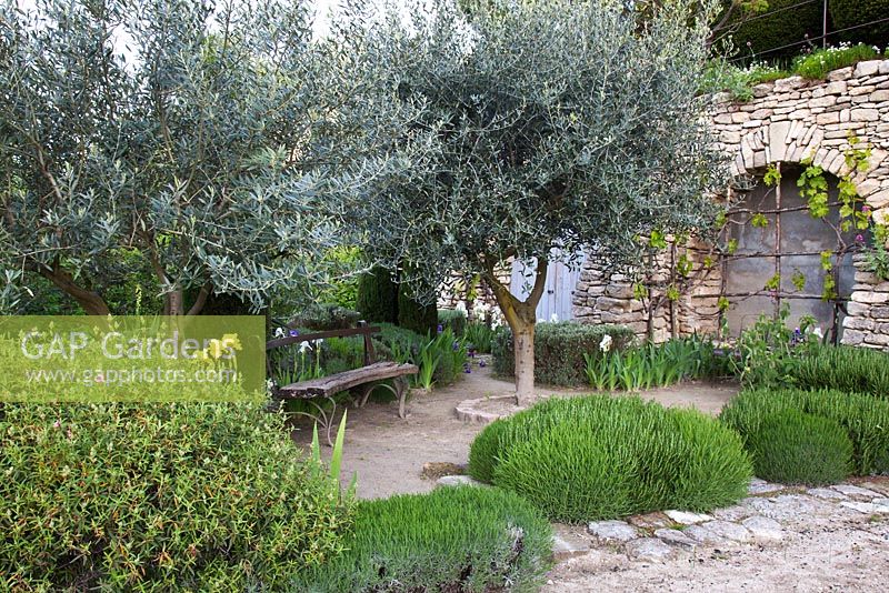 Terrasse mit Kräutern und Bank unter Olea - Olivenbäume - La Louve Garden, Provence, Frankreich