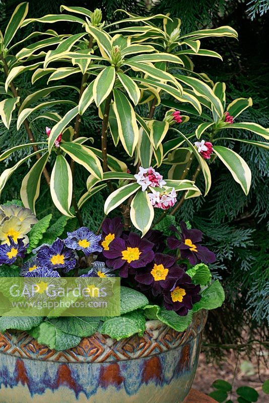 Parfüm und Farbe für den späten Winter und den frühen Frühling in einem Keramiktopf - Daphne odora 'Rebecca' mit Primula 'Midnight' und Primula 'Stonewash'