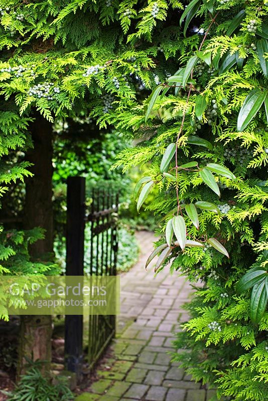 Zypresse und Clematis Armandii wachsen über dem Tor mit dem Weg zum Hof aus alten Ziegeln