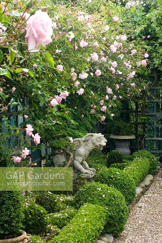 Rosa klettert auf einem Gitter in einem langen, schmalen, kleinen, formalen Garten mit Schotterweg und Buxus-Topiary. Besitzer und Designer Georgie Roberts, Haus der alten Schule, Great Bentley, Essex, UK