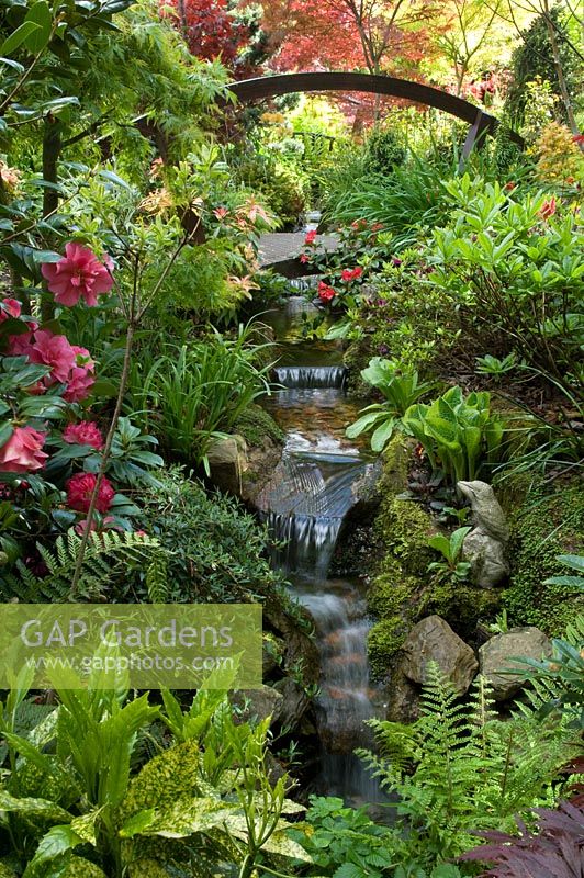 Garten im orientalischen Stil mit Acer, Azalee, Gunnera und Bambus. Holzbrücke über Strom. Newton Garden, Walsall, Großbritannien