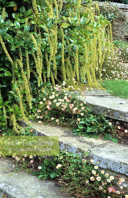 Itea ilicifolia mit Erigeron karvinskianus, der in den kreisförmigen Stufen bei Great Dixter wächst. Mexikanisches Gänseblümchen