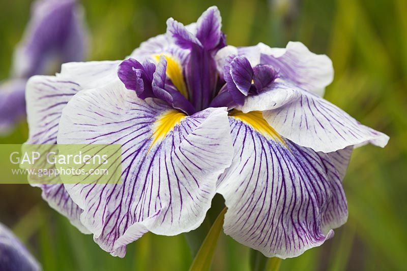 Iris ensata 'Steinbock Schmetterling'
