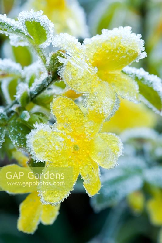 Jasminum nudiflorum - Frostige Blüten im Spätherbst