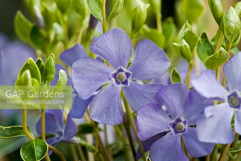 Hellblaue Blüten von Vinca minor 'Ralph Shugert'