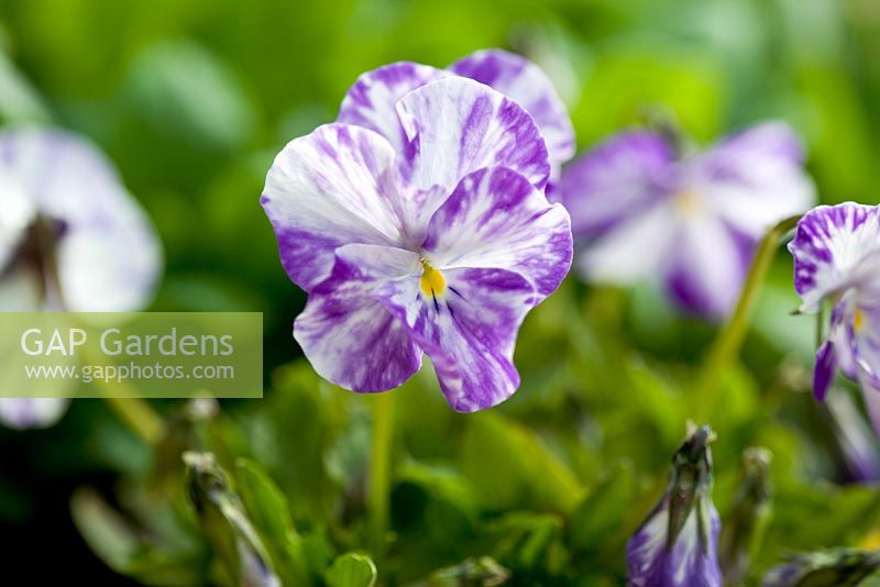 Viola Lavendel und weiße Blüten der Viola 'Columbine'