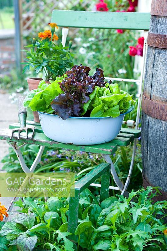 Salat wächst in blauer Emaille Vintage Schüssel auf alten Sitz - Salat 'Tom Thumb' und 'Fiamma'