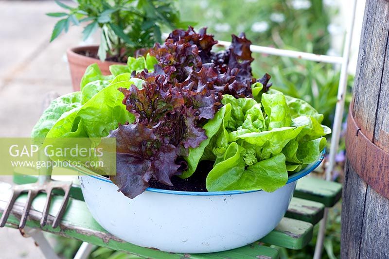 Salat wächst in blauer Emaille Vintage Schüssel auf altem Sitz - Salat 'Tom Thumb' und 'Fiamma '