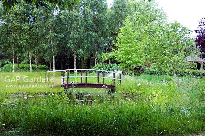 Teich und Brücke mit eingebürgerten Pflanzen im Gras, einschließlich Leucanthemum vulgare - Ox Eye Daisies und Iris - Wickets, Essex, NGS