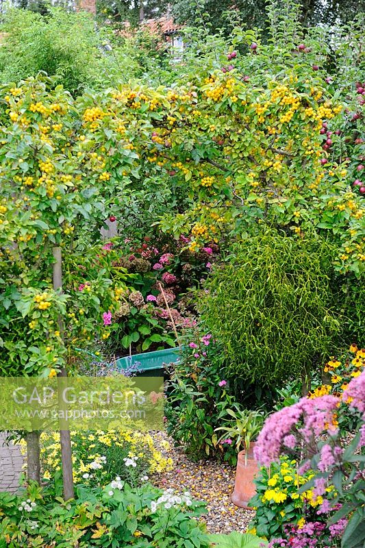 Gartenansicht mit ausgebildetem Bogen von Malus - Holzapfel 'Golden Hornet' mit Viscum - Mistel, Norfolk, Großbritannien, September