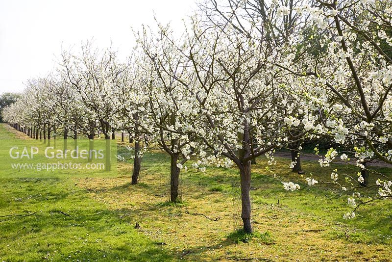 Prunus domestica 'Avalon' am Wurzelstock St. Julien 'A' - Pflaumenbäume in Blüte -