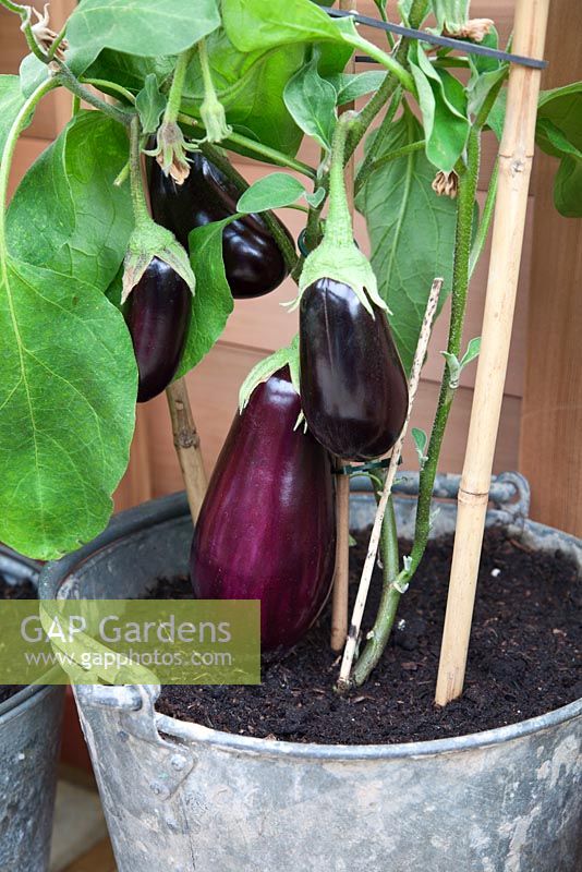 Solanum melongena - Aubergine wächst in einem verzinkten Metalleimer