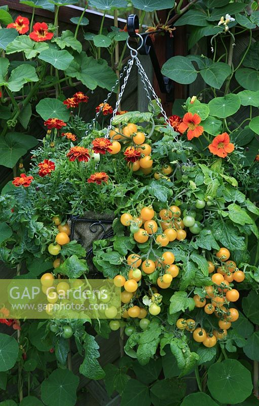 Mit Hessisch ausgekleideter Hängekorb mit Tomaten 'Balconi Yellow' und weißer Fliege, die Tagetes - französische Ringelblumen abschreckt, an einem Zaun aufgehängt, an dem Prunkbohnen und Kapuzinerkressen wachsen